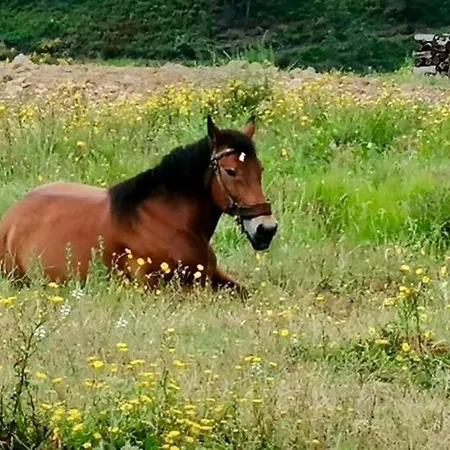 Casa Dos Figos Vistas Fantásticas *