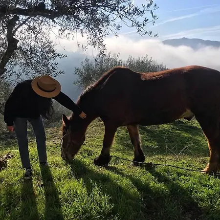 Casa Dos Figos Vistas Fantásticas